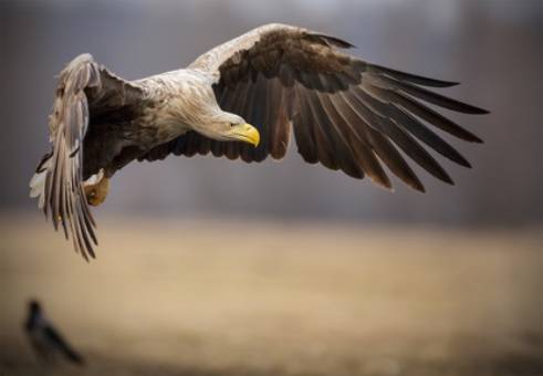 Une image contenant oiseau, Oiseau de proie, aigle, plein air

Description gnre automatiquement